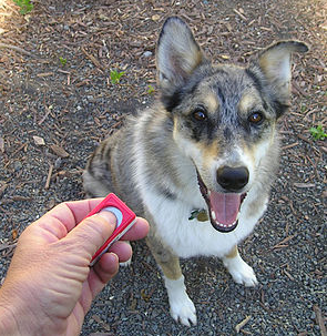 The Joy of Shaping In Dog Training