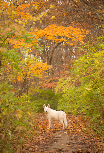 Dog Psychology Trumps Intuition and Myth